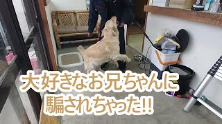 悔しー！大好きなお兄ちゃんに騙されたーゴールデンレトリバーティト大型犬