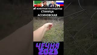 Животные пасутся на русских кладбищах в Чечне. 2023 год.  #история #чечня  #дружбанародов #грозный