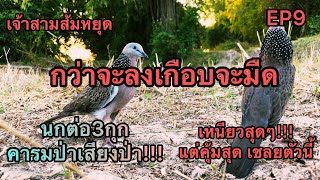 นกเขาใหญ่ต่อดิน [เจ้าสามส้มหยุด] EP9 #นกต่อ3กุกเสียงป่าคารมป่า กับเชลยโคตรเด็ด เหนียวสุดๆ 0934658043