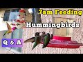 Best Sugar/Baking Soda | LifeStyle of How to Feed 1000’s of Hummingbirds ALL Year on Window & Garden