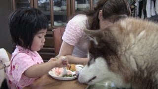 ハスキー達と孫娘の朝食風景 Breakfast scenery Dogs and a granddaughter