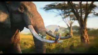 Lindiwe Mkhize, Lebo M. - Circle of Life/Nants' Ingonyama (Official Video from "The Lion King")