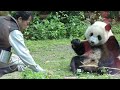 20150227 1 彪爸食物誘出門 圓仔躺吃竹竿筍 giant panda yuan zai