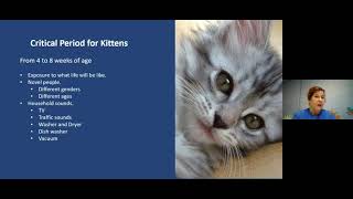 How To Socialize Kittens
