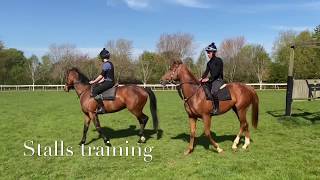 Training a young horse to stand in the starting stalls.