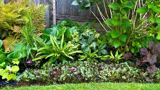 After Bloom care For Sedum \u0026 Ajuga (Blue Bugle) (4K) - June 29