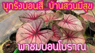 พาชมสวนบอนสี รวมบอนสีโบราณหายาก บอนสีตับจังหวัด บอนสีตับอำเภอ ที่บ้านสวนมีสุข จังหวัดสมุทรปราการ