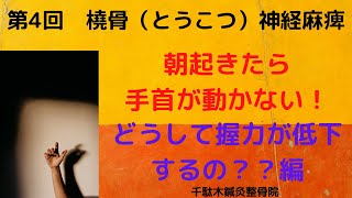 第4回　橈骨神経麻痺（とうこつしんけいまひ）「どうして握力が低下するの？編」