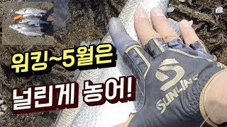 5월 대상어는 농어!! 어딜가나 있습니다 다음날 짬낚 농어 들어왔나 확인만 하고..