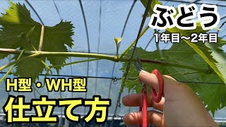 「ぶどうの作業」1年目〜2年目の仕立て方（H型・WH型編）