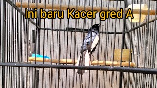 PERAWATAN KACER A+