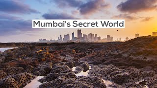 Mumbai’s Tide Pools: A Secret World