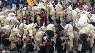 Grobnički dondolaši, zvončarska smotra Matulji 2019.