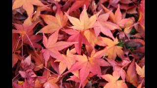 京都府立植物園紅葉