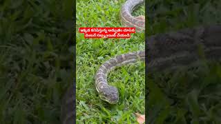 #god #snake #trending #video #like #trendingshorts #viralshorts #likeforlikes #viralvideo #facts