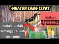 TIPS MELATIH SIKATAN EMAS AGAR CEPAT MAKAN VOER