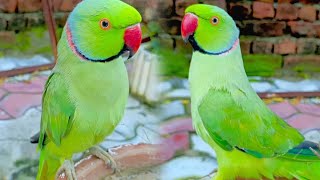 Ringneck Parrot Talking Natural Sounds Green parrot talking Mithu Indian parrot sound @Vikyparrot