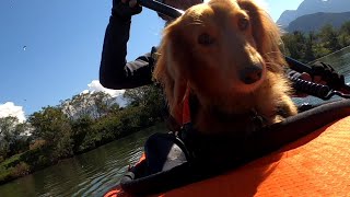 ダックスフンドと初めての川下り＠千曲川　first time down river with my dachshund