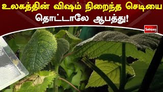 உலகத்தின் விஷம்  நிறைந்த செடியை தொட்டாலே ஆபத்து! | Web Special | Sathiyam Tv