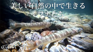 美しい自然の中で生きるイワナたち【渓流釣り】