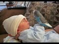 Cute Bird Falling in Love with Baby - Funny Parrots and Babies Compilation