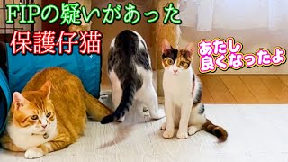 FIPの疑いがあった保護仔猫が回復！元気に遊ぶ姿に感謝