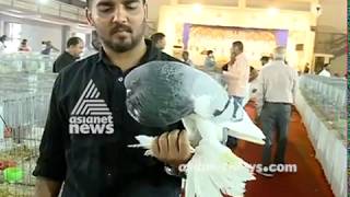 Pigeon exhibition at Thrissur | More than 60 varieties