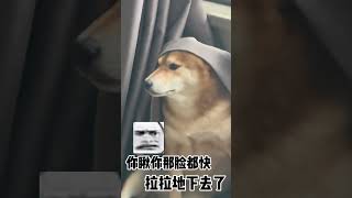 【你的陈比方】八方：誰懂啊，我媽病好了#寵物 #寵物生活 #萌宠 #pets #狗狗 #搞笑 #funny