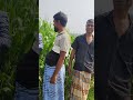 ভুট্টার ফলন বাড়ানোর কৌশল দেখুন এক মিনিটে viralvideo agriculture happy enjoy