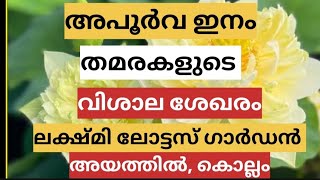 താമരകളുടെ വർണ വിസ്മയ ലോകം# Lakshmi Lotus Gardens Ayathil Kollam # ലക്ഷ്മി ലോട്ടസ് ഗാർഡൻ അയത്തിൽ