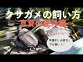 かめぞー☆ちゃんねる　18クラッチ目クサガメの飼い方〜真夏の屋外編〜