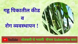 गहू पिकातील कीड व रोग व्यवस्थापन ! Pest and diseases of Wheat Crop.