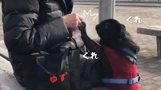 おやつ狙いで散歩を頑張る黒パグ!!A black pug who works hard for a walk for a snack !!