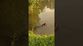 Swimming Monitor Lizard in Singapore #wildlife #shortvideo #nature