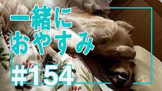 【＃154】一緒にお布団で寝るこいぬ【ゴールデンレトリバーアポロVlog】