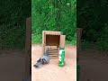 amazing creative diy unique quail trap technique that works 100%