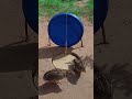 amazing creative diy unique quail trap technique that works 100%