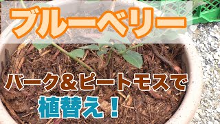 ブルーベリー　バーク&ピートモスで植替え