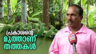 തത്തകള്‍ക്ക്  ദിവസവും വിരുന്നൂട്ടുന്ന വീട്; മനോഹര കാഴ്ച; വിഡിയോ |Parrots  | Kozhikode |  Prakasha