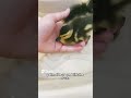 how to pick up a duck youtube cool capcutedit funny duck mallard