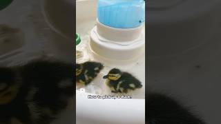 How to pick up a duck #youtube #cool #capcutedit #funny #duck #mallard