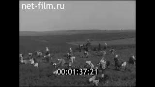 1962г. колхоз Ульяновка Севский район Брянская обл