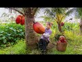 Harvesting RED COCONUT goes to market sell - Harvesting & Cooking | Ly Thi Na