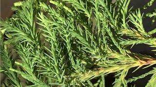 Super Rare Cedar Tree Unboxing | Plants