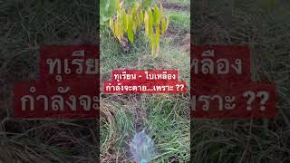 #ทุเรียน - ใบเหลือง กำลังจะตาย เพราะ ???