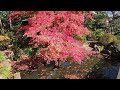 靖国神社の紅葉｜黄金色のイチョウ並木と神池庭園の赤いモミジが綺麗でした