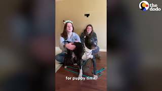 The Dodo! Growling Aggressive Mama Pittie Transforms Into A Cuddlebug The Dodo