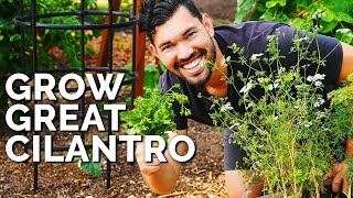 How to Grow Cilantro...And Stop It From BOLTING!