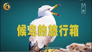 【候鸟的旅行箱】之芒种英文版 #中国有魅力 #大连