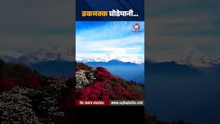 लालीगुराँसले ढकमक्क घोडेपानी: #sajhakatha #laligurauns #godepani #Myagdi #annapurna #nepal #tourism